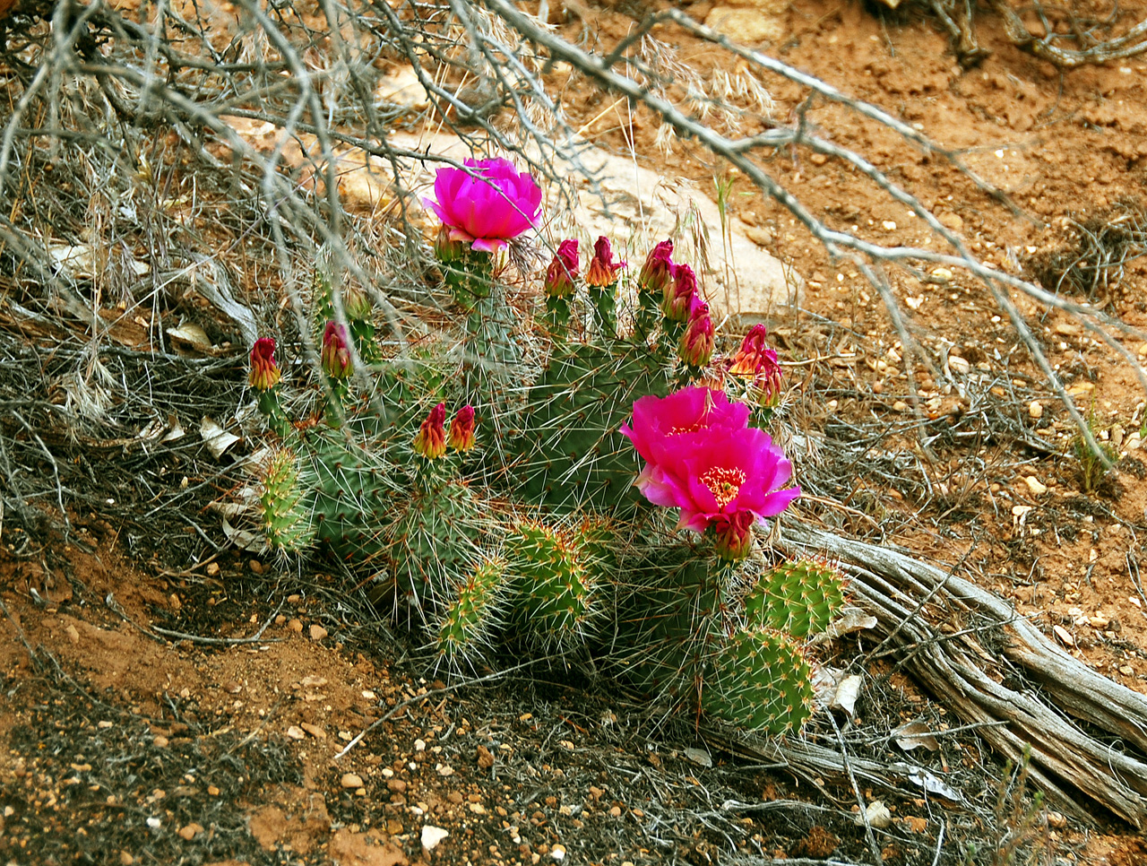 2013-06-03, 050, Cactus Flowers, Hovenweep NM, UT