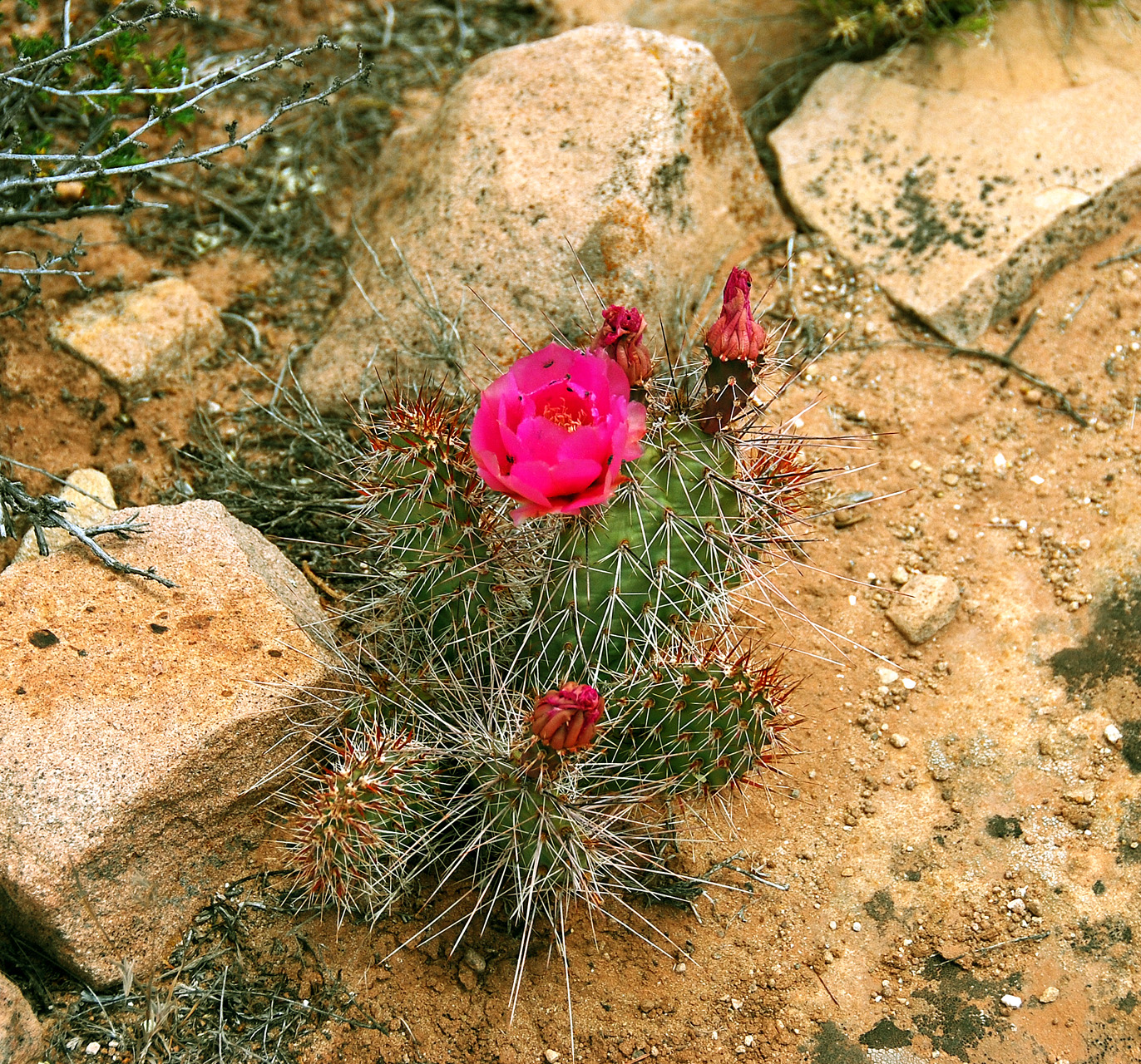 2013-06-03, 064, Cactus Flowers, Hovenweep NM, UT