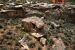 2013-06-03, 016, Eroded Bolder, Hovenweep NM, UT