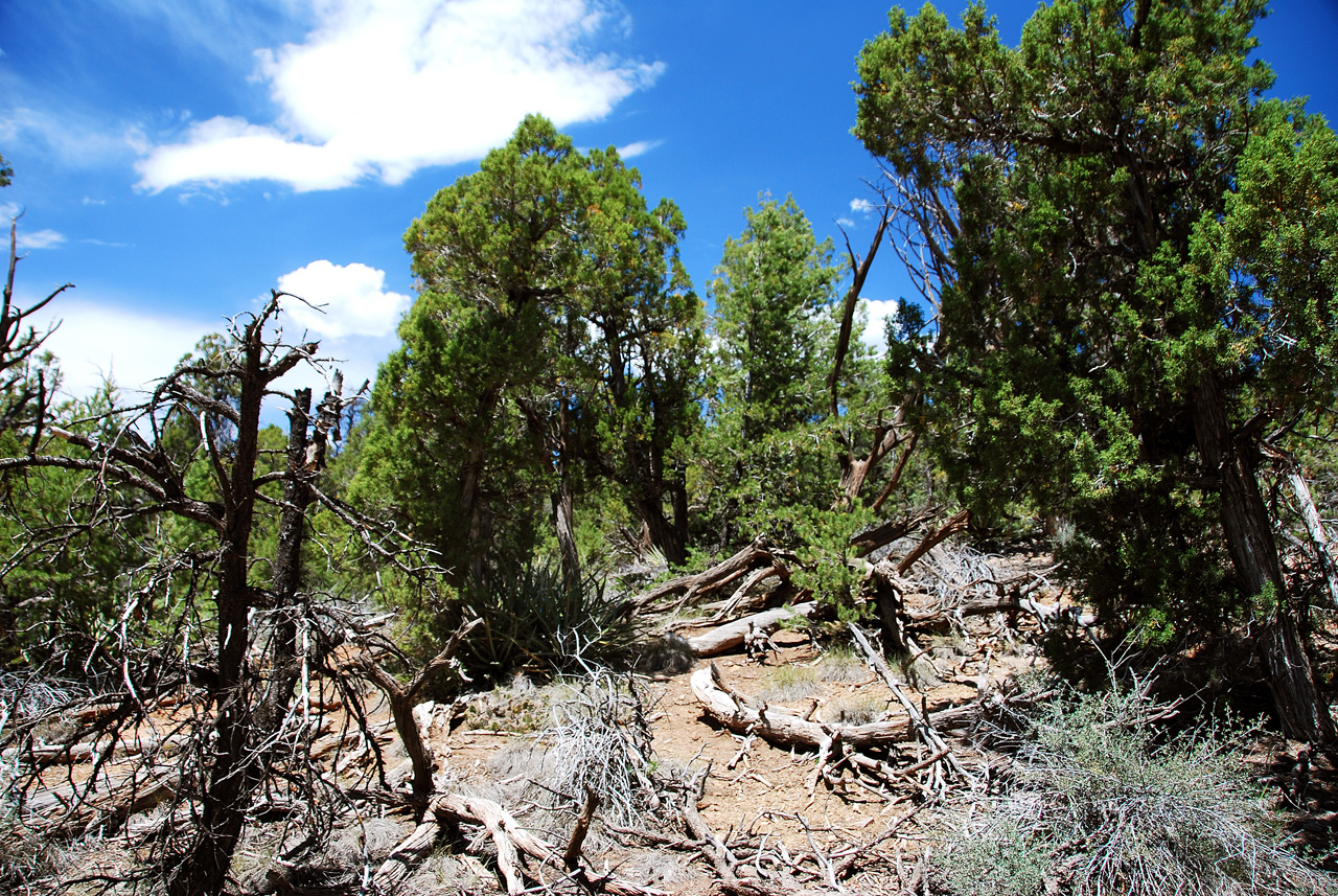 2013-06-05, 067, Soda Canyon, Mesa Verde NP, CO