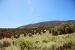 2013-06-26, 006, Strawberry Creek Road, NV