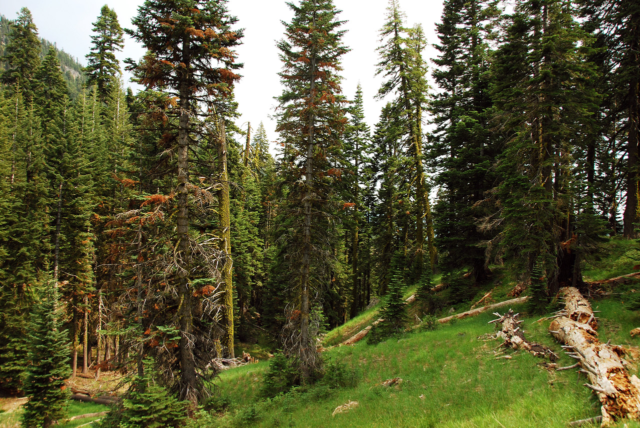 2013-07-02, 042, Mill Creek Falls Trail, CA