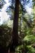 2013-07-06, 006, Lady B Johnson Grove, Redwood NP, CA