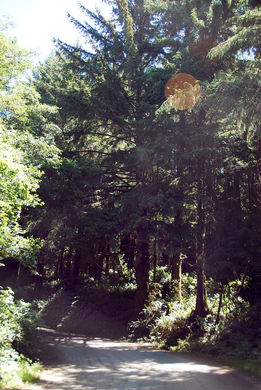 2013-07-05, 001, Road thru Jedediah Smith Redwoods SP, CA