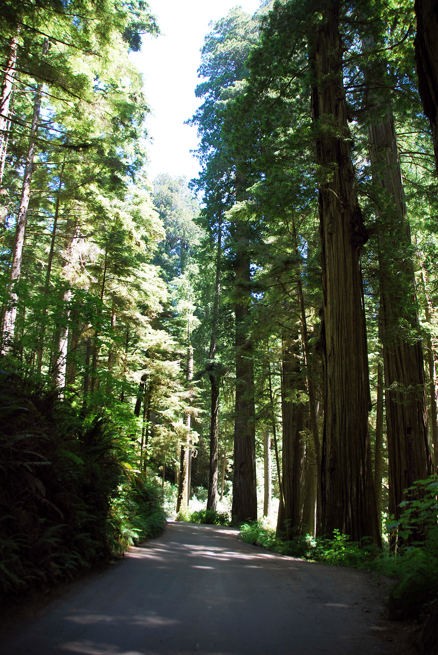 2013-07-05, 003, Road thru Jedediah Smith Redwoods SP, CA