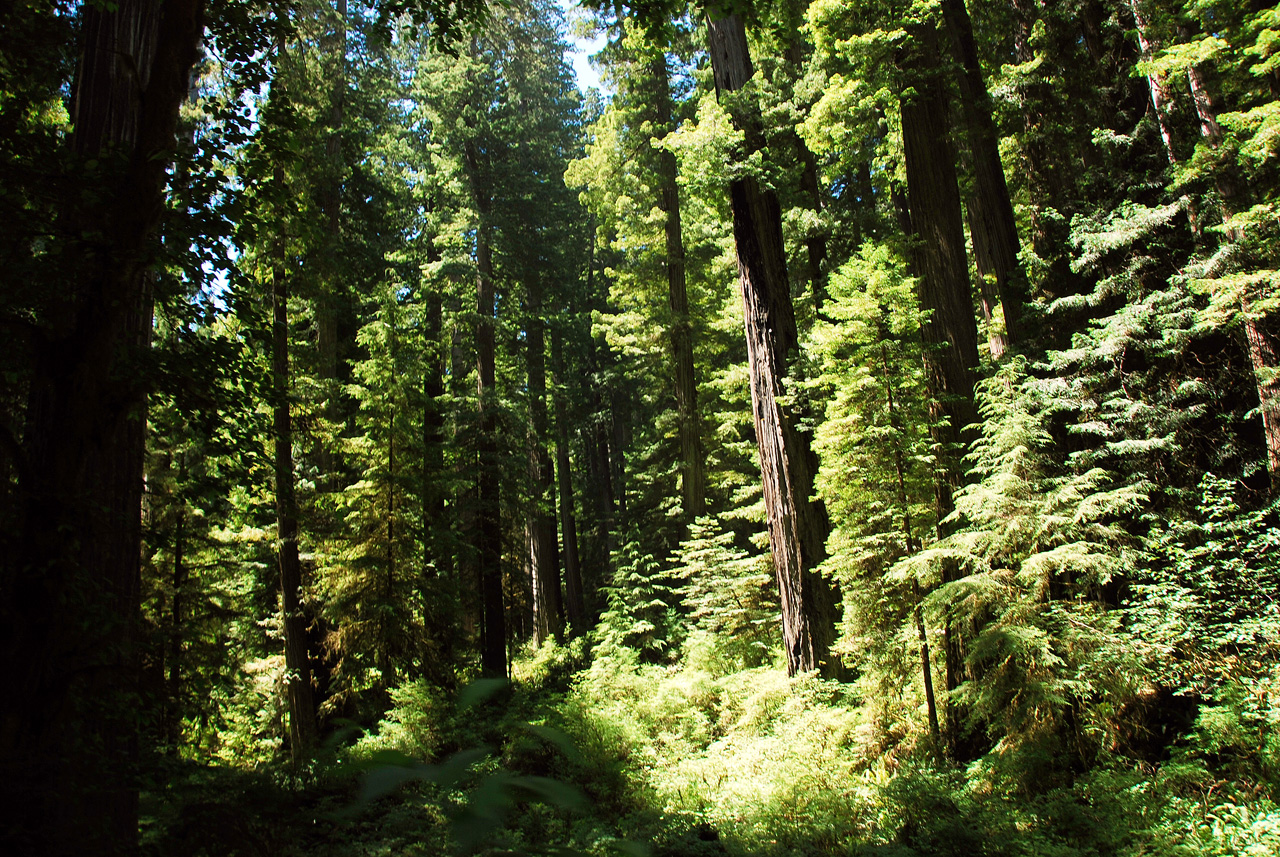 2013-07-05, 008, Road thru Jedediah Smith Redwoods SP, CA