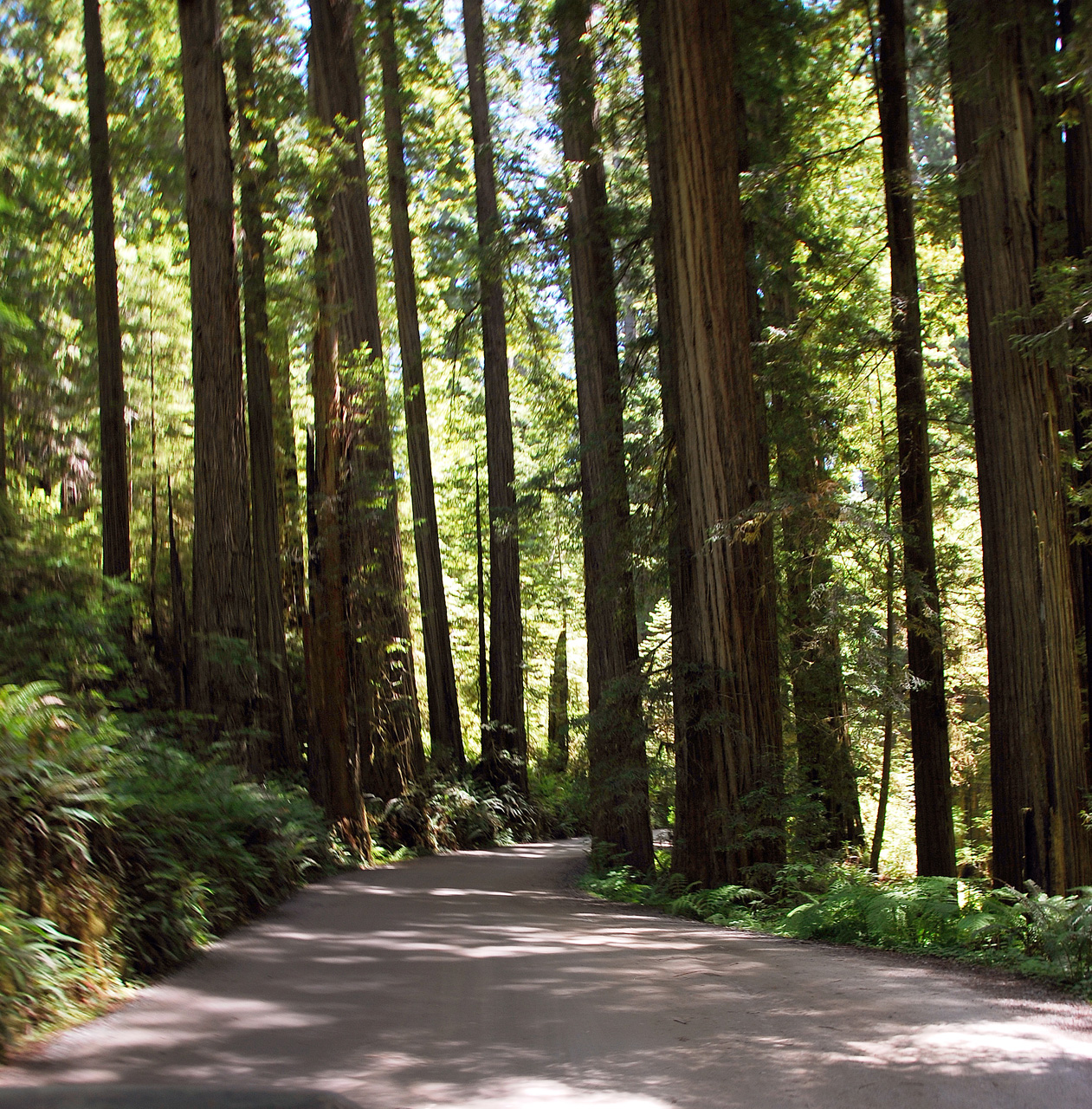 2013-07-05, 009, Road thru Jedediah Smith Redwoods SP, CA