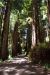 2013-07-05, 002, Road thru Jedediah Smith Redwoods SP, CA