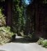 2013-07-05, 004, Road thru Jedediah Smith Redwoods SP, CA