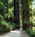 2013-07-05, 012, Road thru Jedediah Smith Redwoods SP, CA