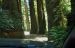 2013-07-05, 013, Road thru Jedediah Smith Redwoods SP, CA