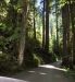 2013-07-05, 014, Road thru Jedediah Smith Redwoods SP, CA