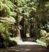 2013-07-05, 015, Road thru Jedediah Smith Redwoods SP, CA