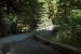 2013-07-05, 021, Road thru Jedediah Smith Redwoods SP, CA