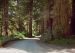 2013-07-05, 023, Road thru Jedediah Smith Redwoods SP, CA