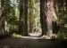 2013-07-05, 025, Road thru Jedediah Smith Redwoods SP, CA