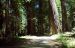 2013-07-05, 029, Road thru Jedediah Smith Redwoods SP, CA