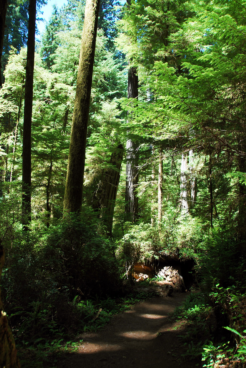 2013-07-05, 002, Trail in Jedediah Smith Redwoods SP, CA