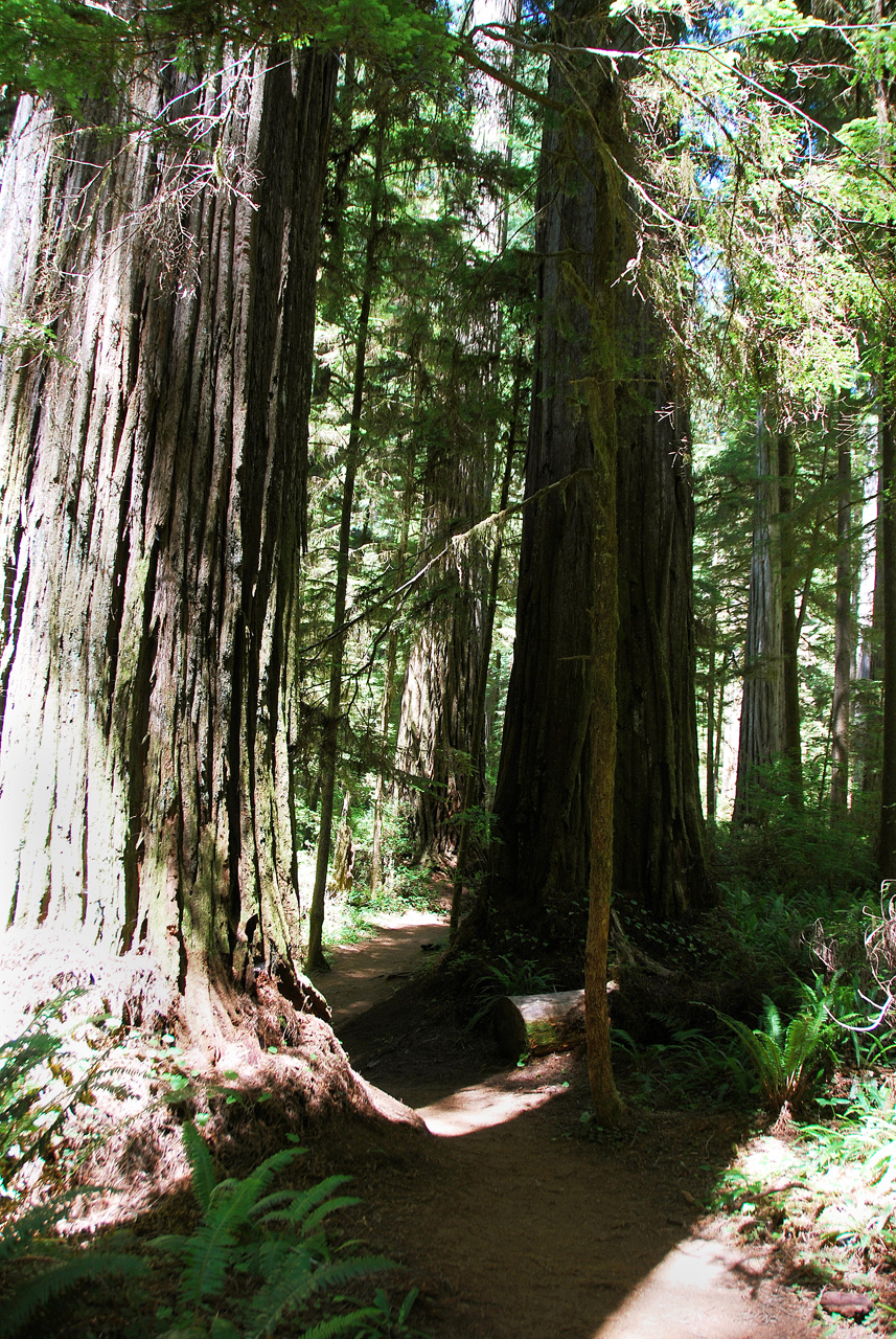 2013-07-05, 005, Trail in Jedediah Smith Redwoods SP, CA