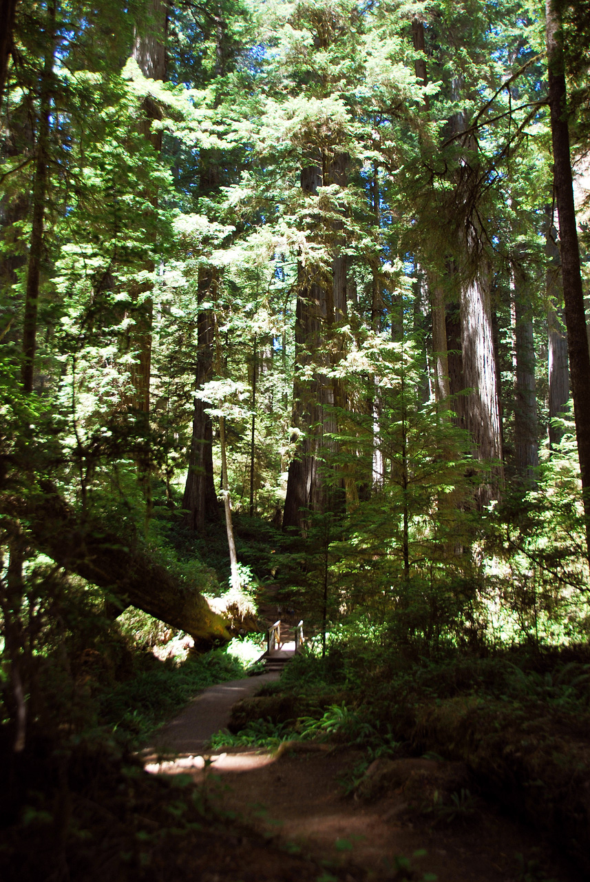 2013-07-05, 006, Trail in Jedediah Smith Redwoods SP, CA