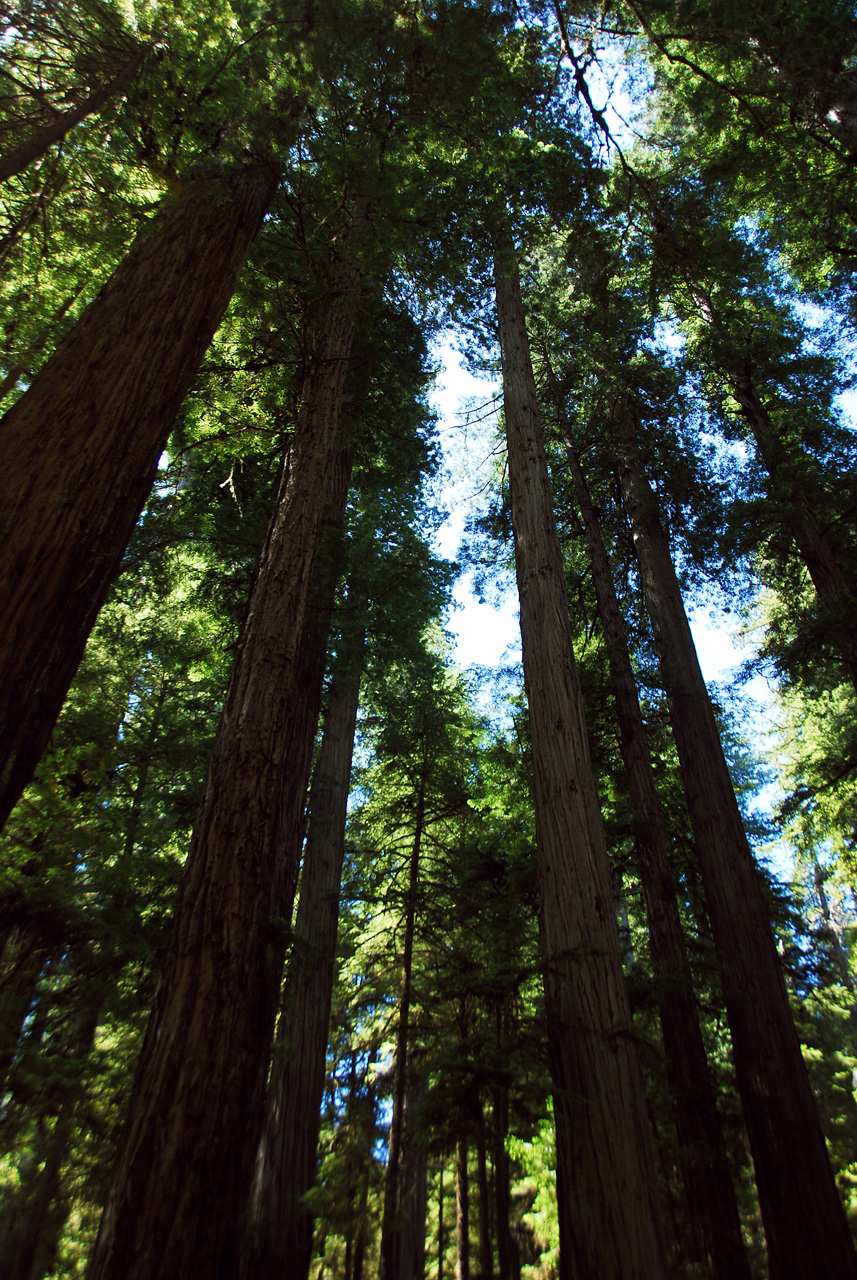 2013-07-05, 007, Trail in Jedediah Smith Redwoods SP, CA