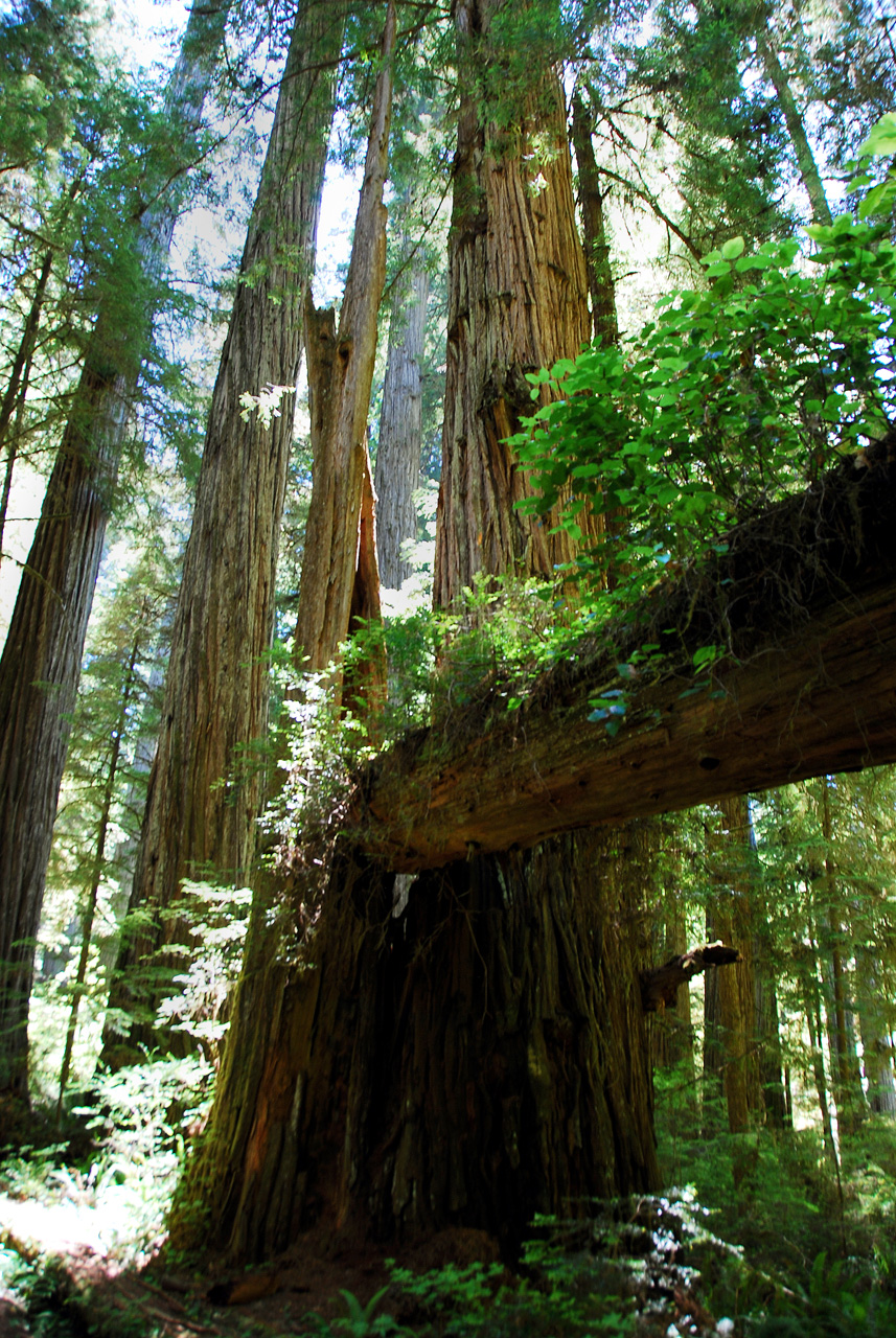 2013-07-05, 008, Trail in Jedediah Smith Redwoods SP, CA