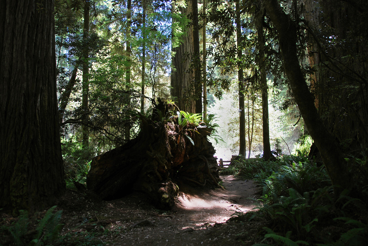 2013-07-05, 012, Trail in Jedediah Smith Redwoods SP, CA