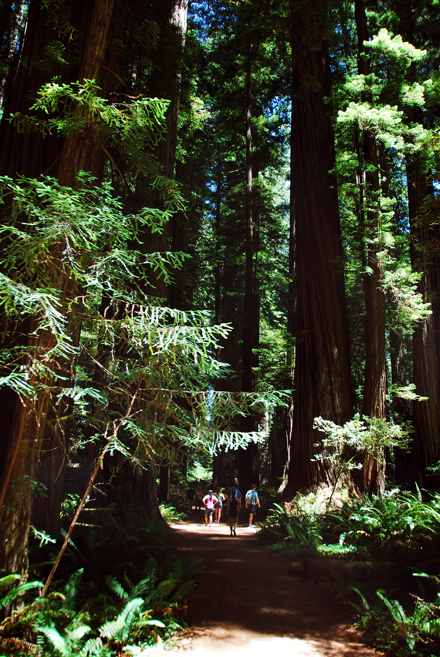 2013-07-05, 019, Stout Grove, Jedediah Smith Redwoods SP, CA