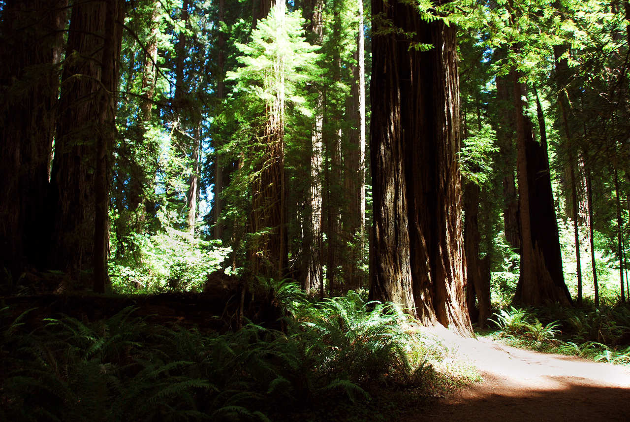 2013-07-05, 023, Stout Grove, Jedediah Smith Redwoods SP, CA