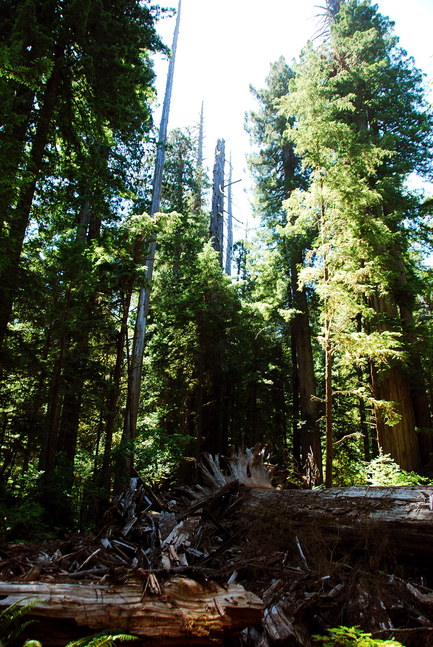 2013-07-05, 033, Peterson Mem., Jedediah Smith Redwoods SP, CA