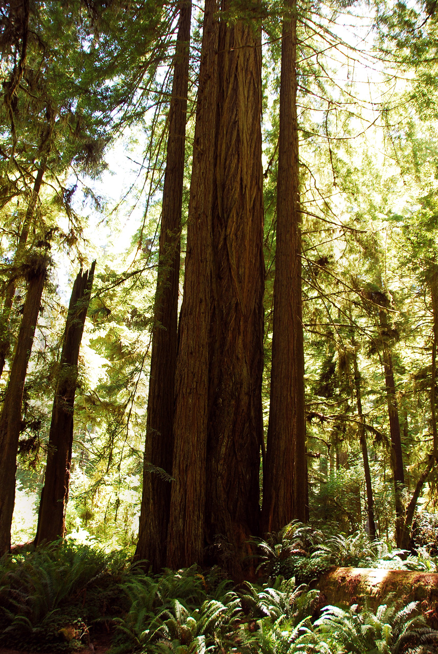 2013-07-05, 035, Peterson Mem., Jedediah Smith Redwoods SP, CA