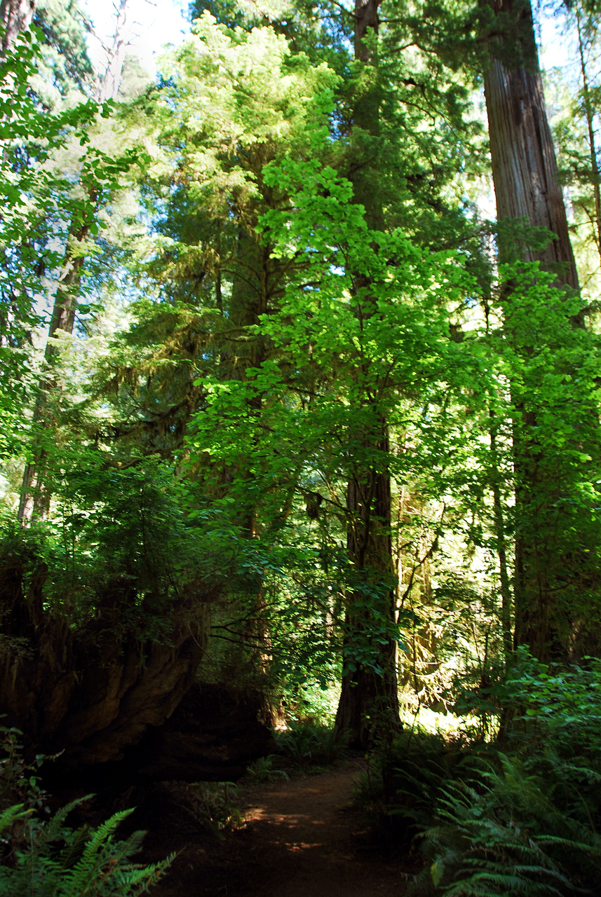 2013-07-05, 036, Peterson Mem., Jedediah Smith Redwoods SP, CA