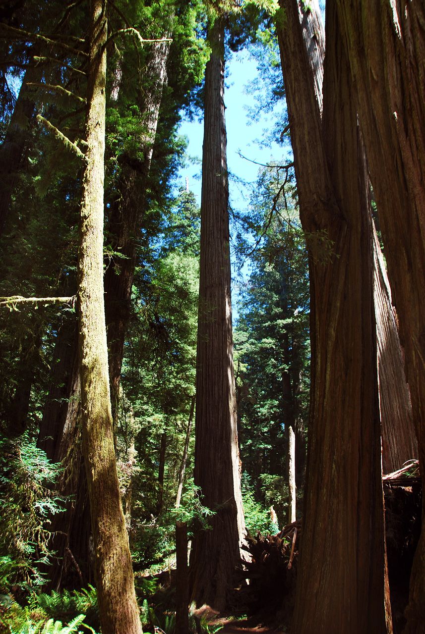 2013-07-05, 037, Peterson Mem., Jedediah Smith Redwoods SP, CA