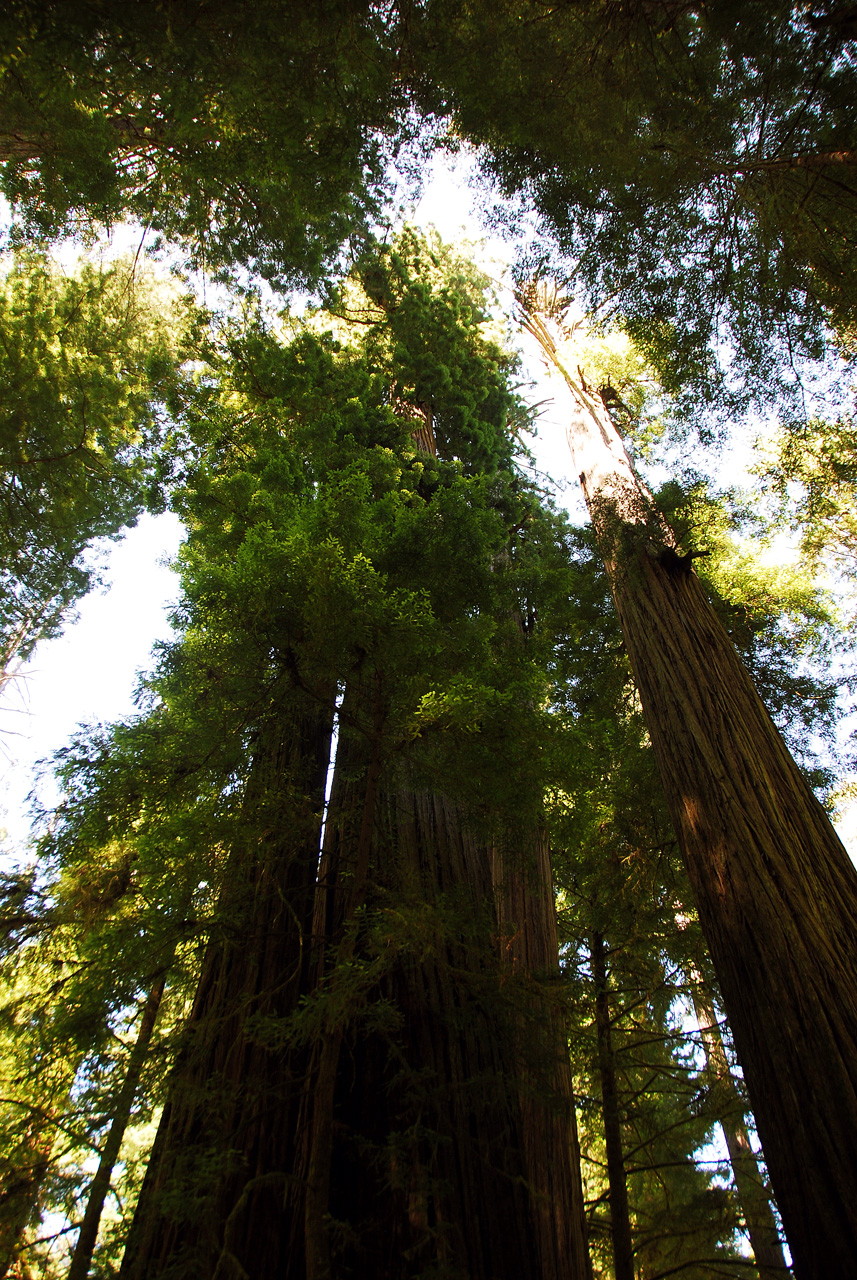 2013-07-05, 040, Peterson Mem., Jedediah Smith Redwoods SP, CA