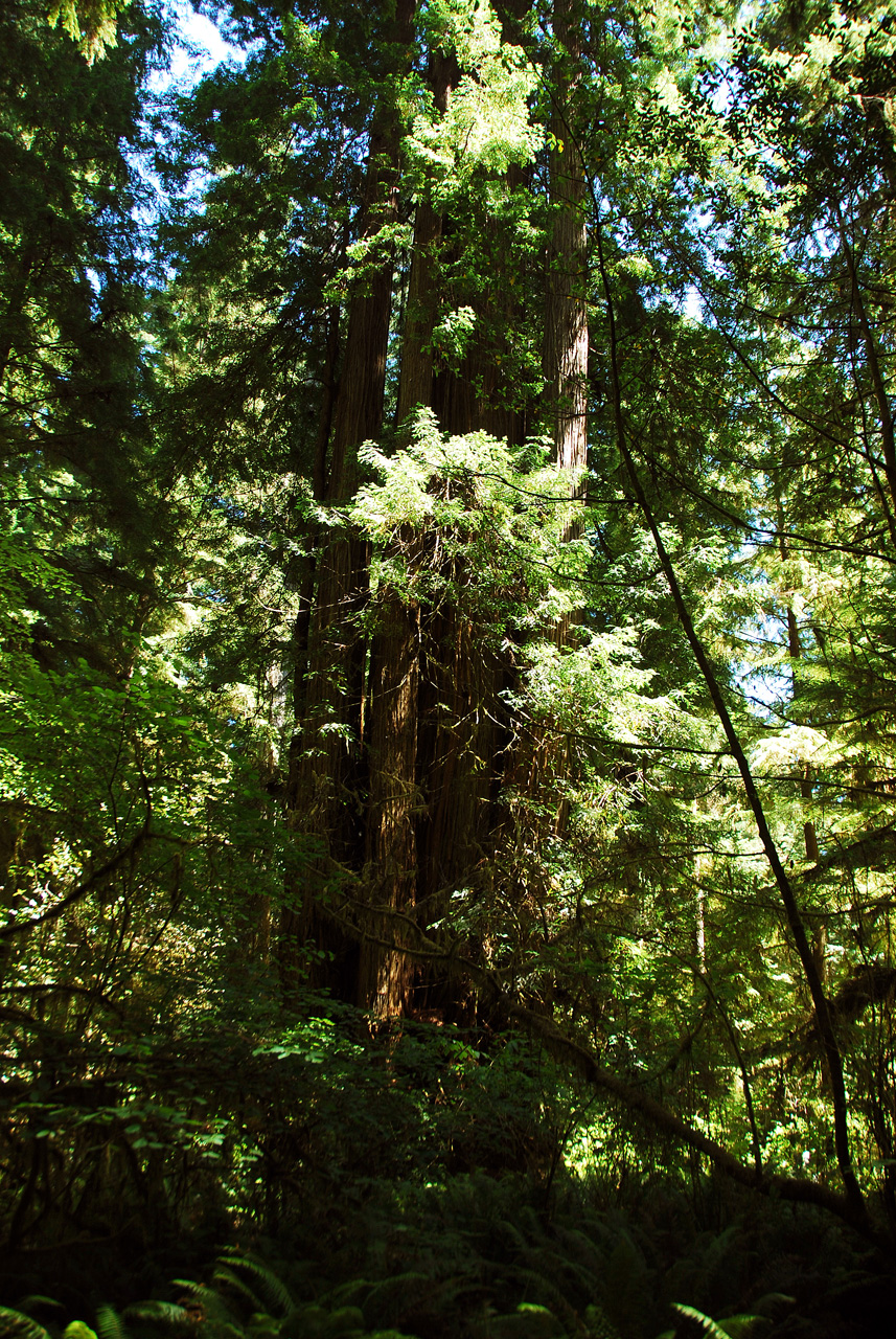 2013-07-05, 042, Peterson Mem., Jedediah Smith Redwoods SP, CA