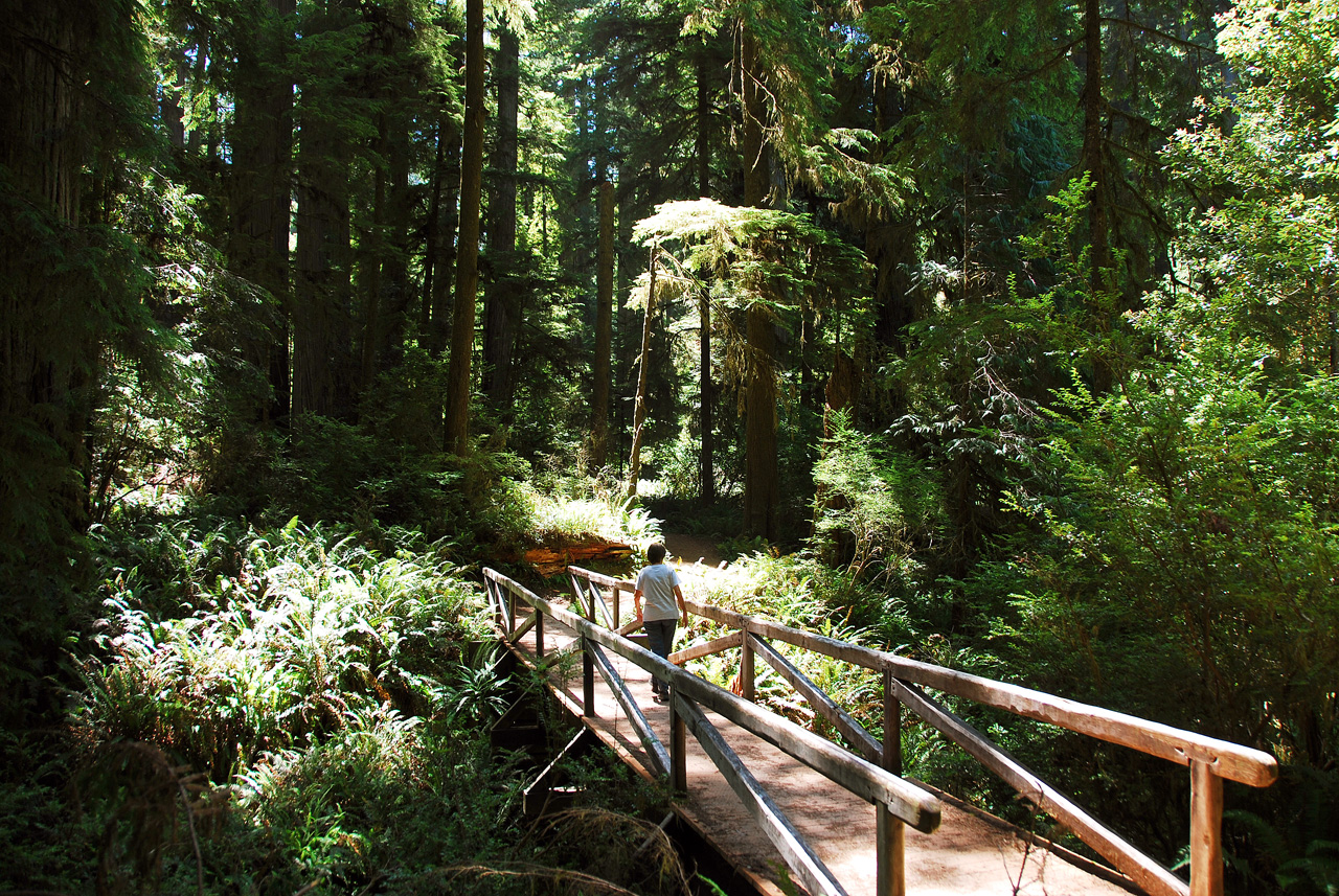 2013-07-05, 052, Simpson-Reed, Jedediah Smith Redwoods SP, CA