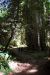 2013-07-05, 001, Trail in Jedediah Smith Redwoods SP, CA