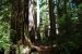 2013-07-05, 003, Trail in Jedediah Smith Redwoods SP, CA