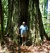 2013-07-05, 004, Trail in Jedediah Smith Redwoods SP, CA