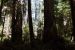 2013-07-05, 009, Trail in Jedediah Smith Redwoods SP, CA