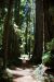 2013-07-05, 010, Trail in Jedediah Smith Redwoods SP, CA