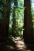 2013-07-05, 011, Trail in Jedediah Smith Redwoods SP, CA