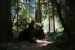 2013-07-05, 012, Trail in Jedediah Smith Redwoods SP, CA