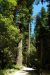 2013-07-05, 015, Stout Grove, Jedediah Smith Redwoods SP, CA