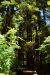 2013-07-05, 017, Stout Grove, Jedediah Smith Redwoods SP, CA