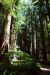 2013-07-05, 018, Stout Grove, Jedediah Smith Redwoods SP, CA