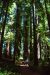 2013-07-05, 020, Stout Grove, Jedediah Smith Redwoods SP, CA