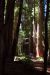 2013-07-05, 027, Stout Grove, Jedediah Smith Redwoods SP, CA