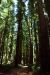 2013-07-05, 030, Stout Grove, Jedediah Smith Redwoods SP, CA