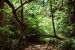 2013-07-05, 047, Simpson-Reed, Jedediah Smith Redwoods SP, CA